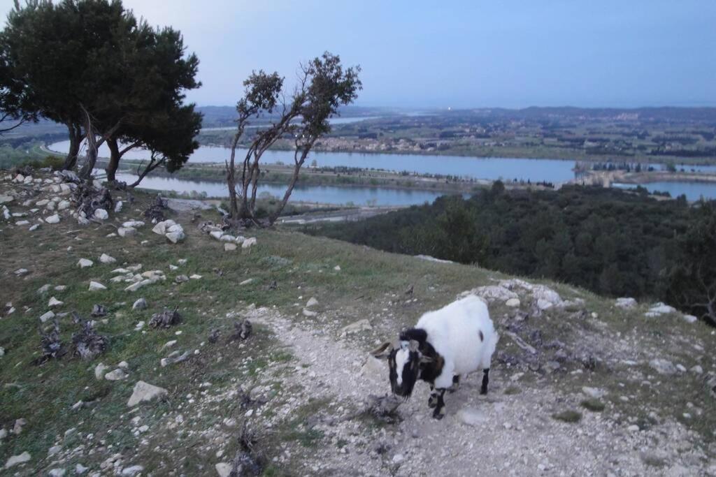 Le Mas De Lucien Entre Arles, Nimes, Avignon. ボーケール エクステリア 写真